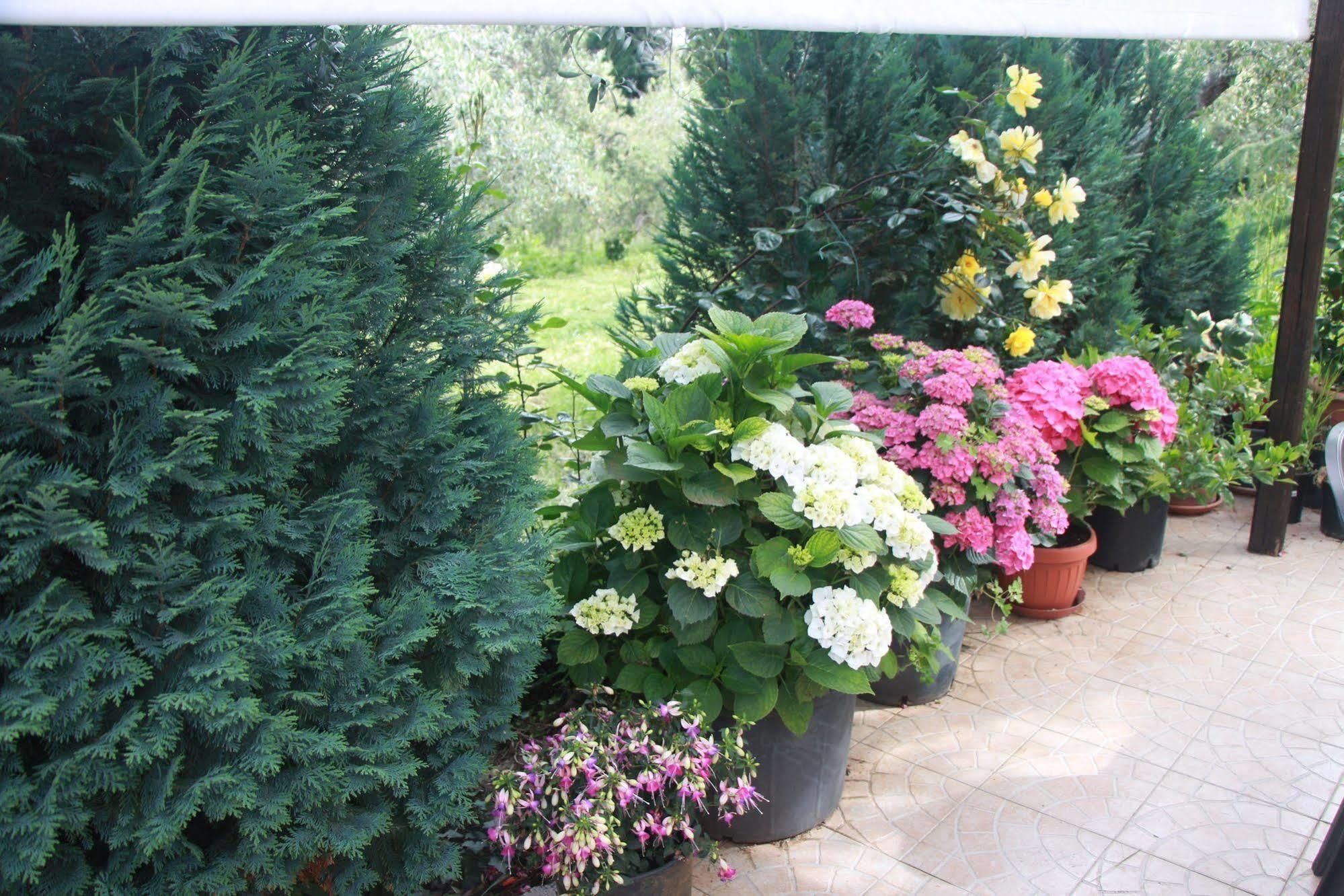 B&B La Terrazza Di ฟรัสกาตี ภายนอก รูปภาพ